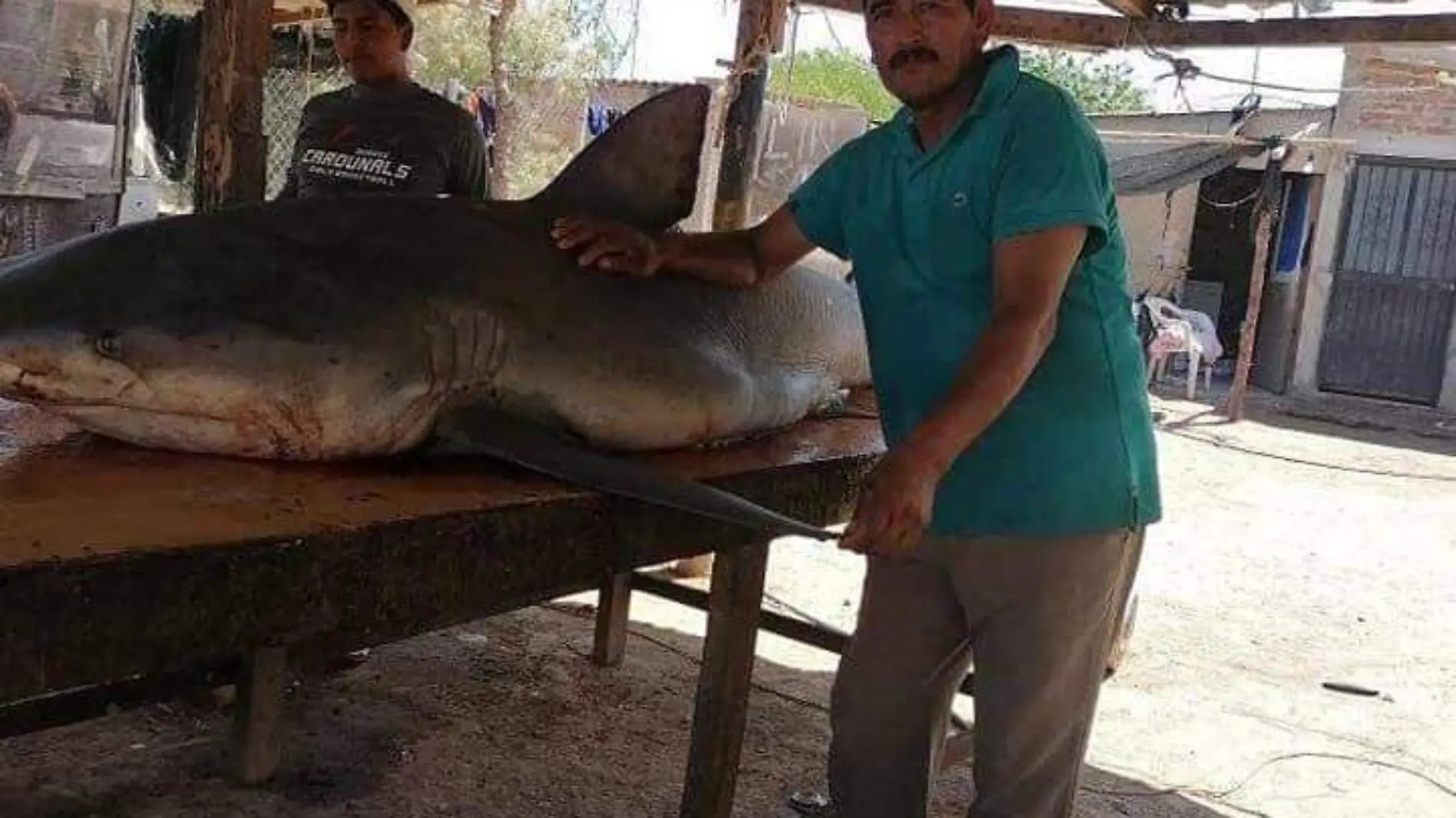 Pescadores de el Paredoncito encuentran tiburón